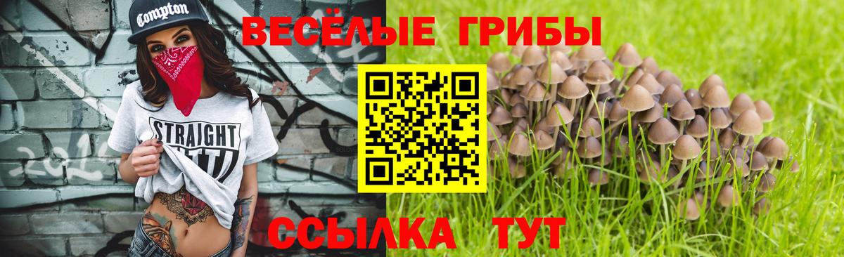 Псилоцибиновые грибы прущие грибы  Вход с VPN  Новокузнецк  закладки  Галлюциногенные грибы Psilocybe 
